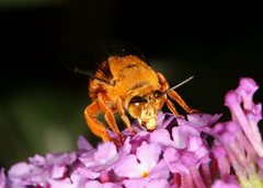 Amegilla bombiformis