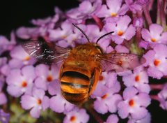 Amegilla bombiformis