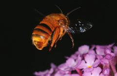 Amegilla bombiformis