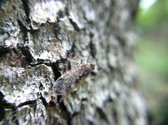 Melanoliarus placitus