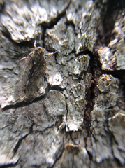 Melanoliarus placitus