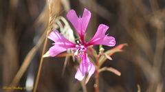 Clarkia xantiana