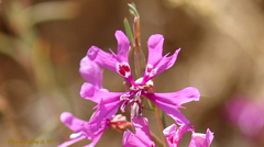 Clarkia xantiana