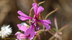 Clarkia xantiana