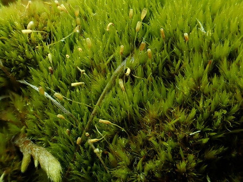 Dicranum groenlandicum