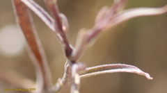Clarkia xantiana