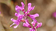 Clarkia xantiana