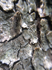 Melanoliarus placitus