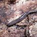 Severed Mantleslug - Photo (c) John Slapcinsky, some rights reserved (CC BY-NC)