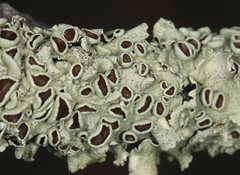 Flavoparmelia rutidota