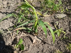 Zea mays mays