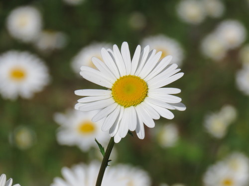 Photograph of Leucanthemum vulgare