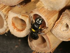 Hylaeus nubilosus
