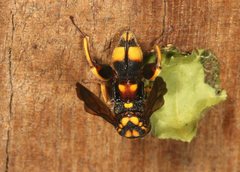 Leucospis