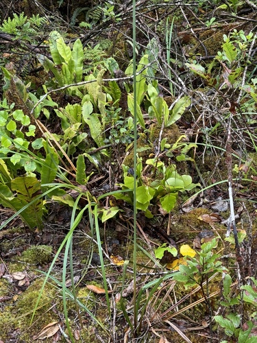 Carex kauaiensis observed 2024-07-11