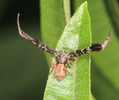 Stephanopis barbipes