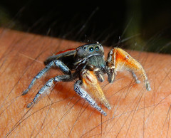 Phidippus cruentus