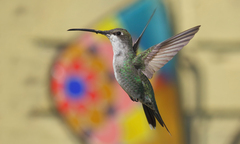 Blue-Tufted Starthroat photo 4