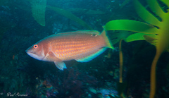 Rosy Parrot Fish photo 5