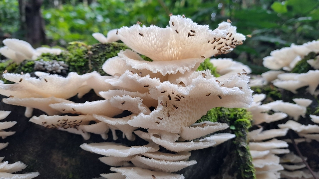 Favolus tessellatus · July 2024 · photo: © keesgroenendijk (iNaturalist, cc-by)