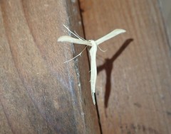 Hellinsia homodactylus