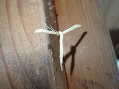 Hellinsia homodactylus