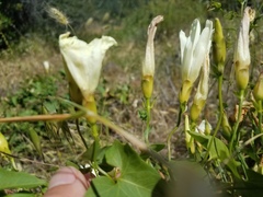 Calystegia occidentalis occidentalis