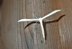 Hellinsia homodactylus