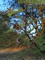 Vachellia kirkii