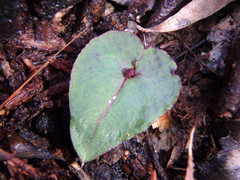 Acianthus caudatus
