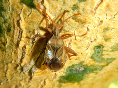 Chelinidea