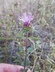 Monardella sheltonii