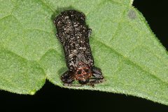 Octotoma scabripennis