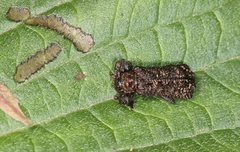 Octotoma scabripennis