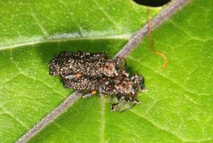 Octotoma scabripennis