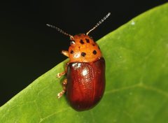 Platymela sticticollis