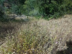 Monardella sheltonii