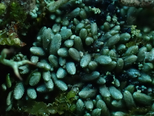 Gymnomitrion corallioides observed 2024-06-17