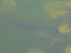 Hydrocynus vittatus