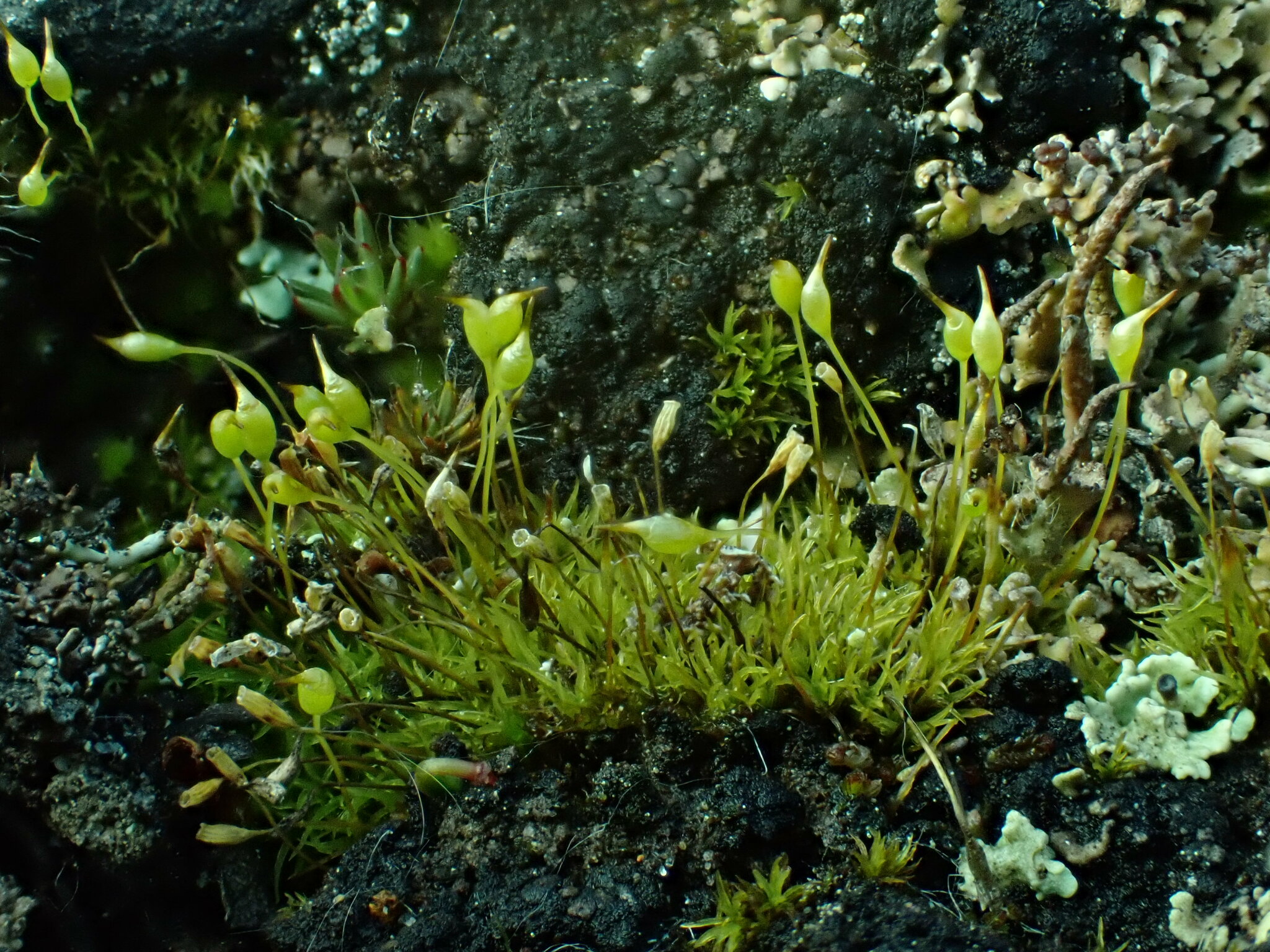 Cynodontium tenellum