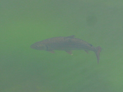 Hydrocynus vittatus