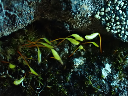 Pohlia elongata observed 2024-06-17