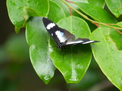 Hypolimnas anthedon anthedon