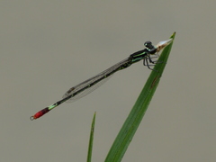 Agriocnemis forcipata