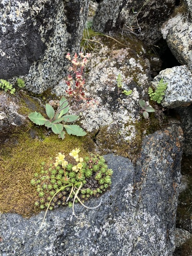 Micranthes reflexa (Micranthes reflexa)