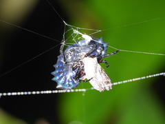 Aranoethra cambridgei