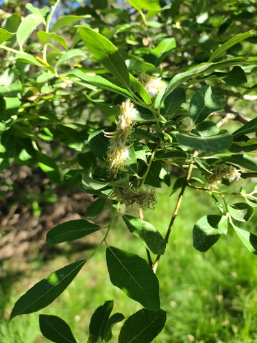 Image of Salix scouleriana by no rights reserved