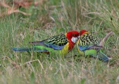 Platycercus eximius diemenensis