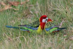 Platycercus eximius diemenensis