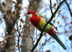 Platycercus eximius diemenensis